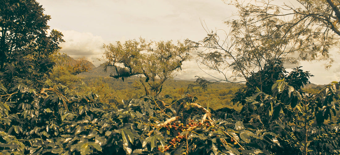 Certifications Grumpy Mule