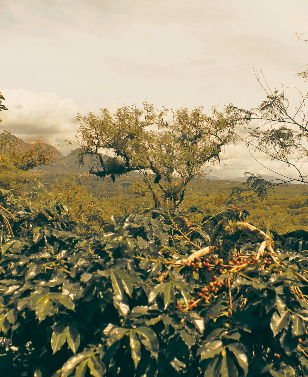 Certifications Grumpy Mule