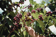 Coffee cherries