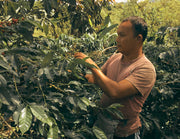 Permato Gayo cooperative, Sumatra