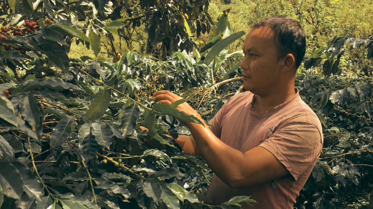 Our Roastery | Grumpy Mule