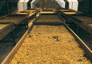 Drying coffee at Fuerza La Labor