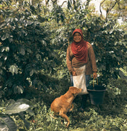 Permato Gayo farmer with her coffee bushes