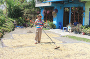 Permato Gayo farmer drying coffee beans